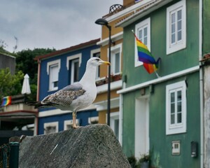 Seagull and pride