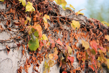 壁に絡まったツタ