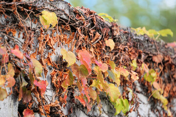 壁に絡まったツタ