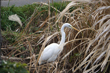 冬　エサを探すダイサギ