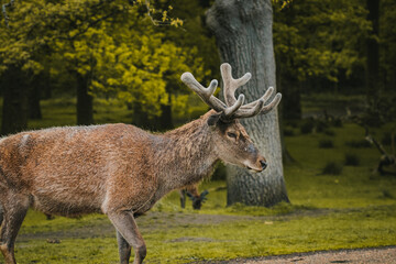 A deer wandering through a field in Tatton Hall.