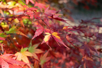 紅葉