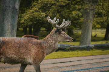 A deer wandering through a field in Tatton Hall.