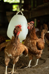 Hens in bio farm.,Chickens in farm at day.