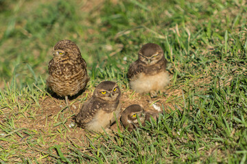 Owl family in the park in Mairiporã, São Paulo countryside. Família de corujas no parque em Mairiporã, interior de São Paulo