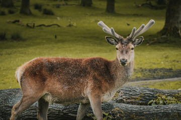 Naklejka na ściany i meble A deer wandering through a field in Tatton Hall.
