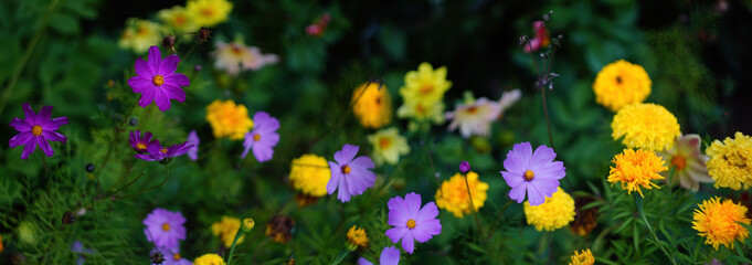 beautiful banner background yellow and purple flowers marigolds and cosmea. Nature background.