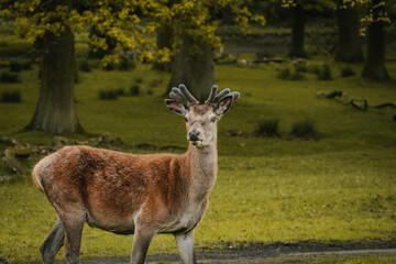 A deer wandering through a field in Tatton Hall.