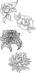 outline Chrysanthemum flower isolate on white background.Hand drawn Chinese flower tattoo.