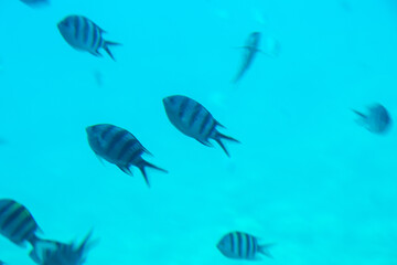 Obraz premium Underwater view of swimming fish, corals and algae