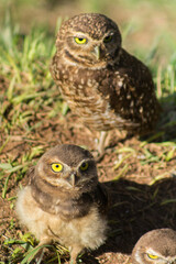 Família de corujas no parque em Mairiporã, interior de São Paulo - Owl family in the park in Mairiporã, São Paulo countryside