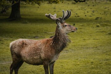 Naklejka na ściany i meble A deer wandering through a field in Tatton Hall.