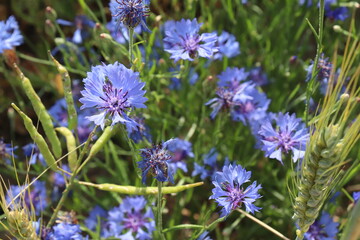 Fototapeta premium kornblumen