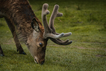 A deer grazing upon the grass in a field in Tatton Hall.