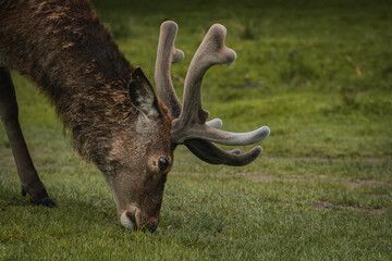 A deer grazing upon the grass in a field in Tatton Hall.