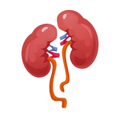 Kidney icon isolated on white background. Colorful human organ cartoon vector illustration. Human anatomy for medical, science or healthcare designs. Flat style.