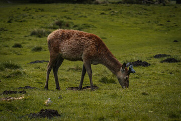 A deer grazing upon the grass in a field in Tatton Hall.