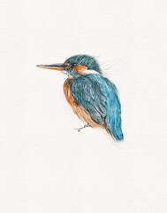 Kingfisher bird graphic illustration hand painted
