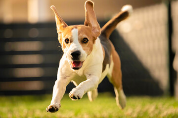 Happy dog running through lawn towards camera. Active beagle concept
