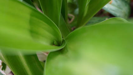 Crotons in my garden. © Kumaraguru