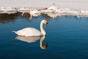 white swans group on the lake swim well under the bright sun