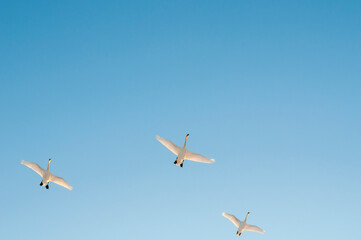 white swans fly in the sky under the bright sun