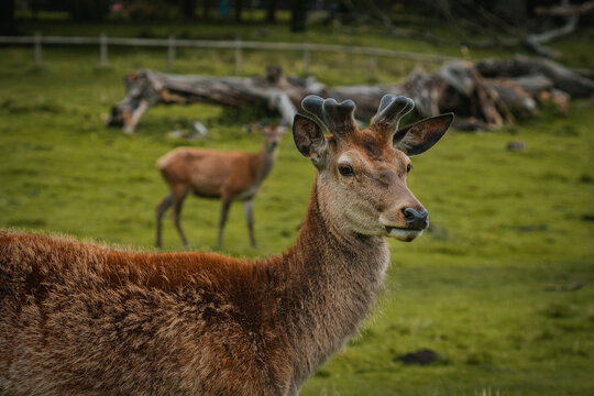 Deer Wandering Through A Field In Tatton Hall.