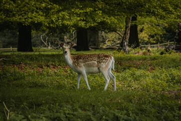 A young deer standing nestled under the trees in Tatton Hall.