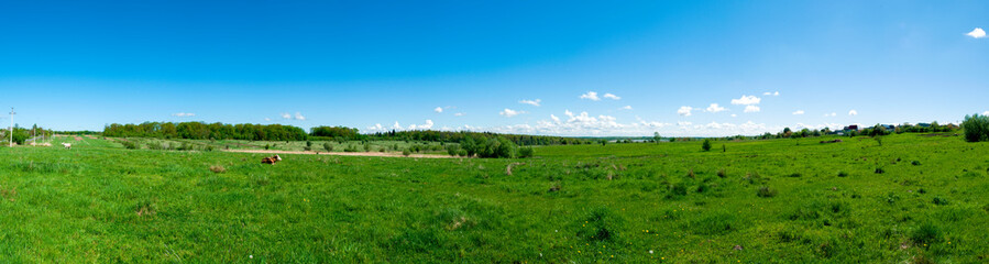Panorama of green pasture with a cow. Summer warm day on a background of blue sky with clouds. - obrazy, fototapety, plakaty