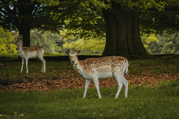 Naklejka na ściany i meble Two young deer standing together nestled under the trees in Tatton Hall.