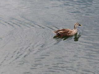 彷徨うカルガモ