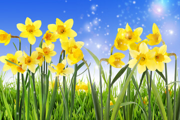 Fototapeta premium Beautiful yellow daffodils outdoors on sunny day