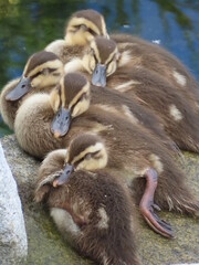 子カルガモの昼寝