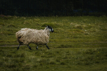 Obraz premium A lone sheep running through a field in Tatton Park.