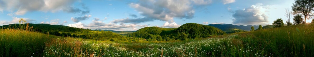 Obraz premium Panorama of wildflowers, daisies in the mountains