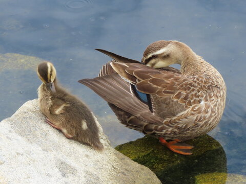 カルガモの親子」の写真素材 | 958件の無料イラスト画像 | Adobe Stock