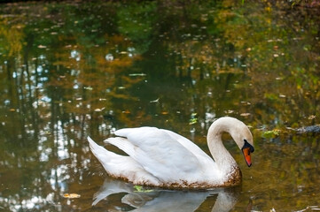 Obraz premium A white majestic swan floats in front of a wave of water. Young swan in the middle of the water. Drops on a wet head.
