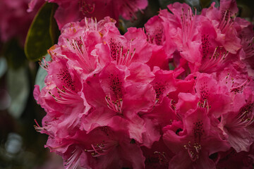 A grouping of magenta flowers blooming in Tatton Park.