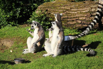 Singes Lémuriens