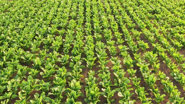 Sugar beet white beet. Aerial shoot of beetroort crops on scorched by summer sun ground. Agriculture theme
