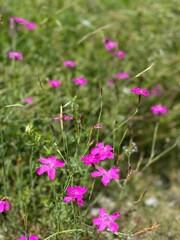 pink flower on a feld