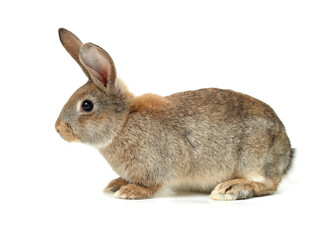 rabbit isolated on white background