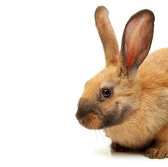 brown bunny rabbits isolated on white background 