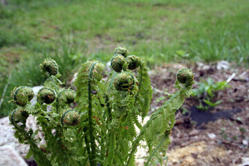 Fern fronds bloom in the spring garden. Young fern leaves in the vegetable garden.