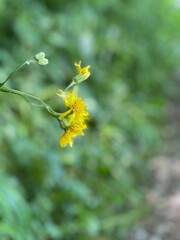 Gelbe Blume im Wald