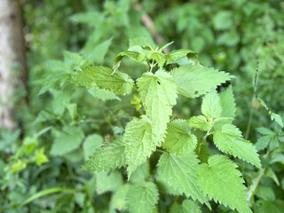 leaves