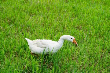 white geese on green lawn, geese walking on lawn.