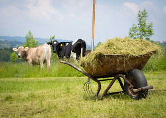 cows in a farm