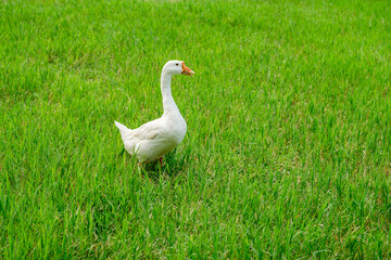 white geese on green lawn, geese walking on lawn.