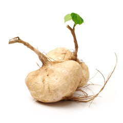 Whole Jicama isolated on white background 